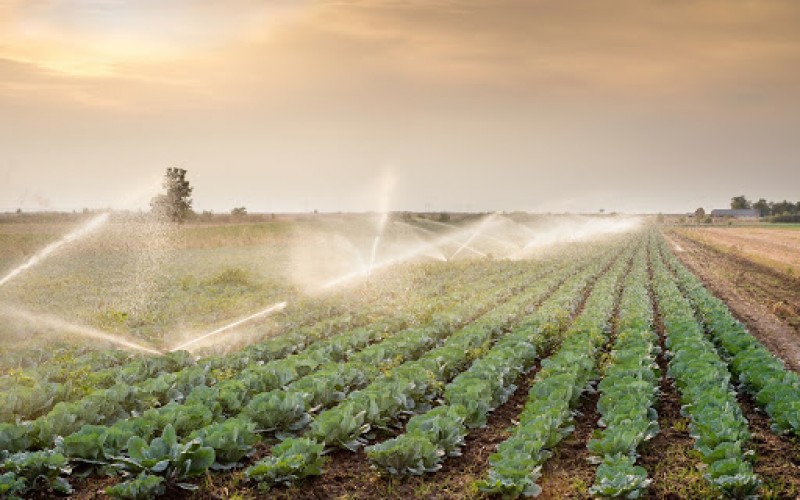 Kinh tế kết nối số 9-2020: Để nông nghiệp sạch bức phá sau dịch Covid-19